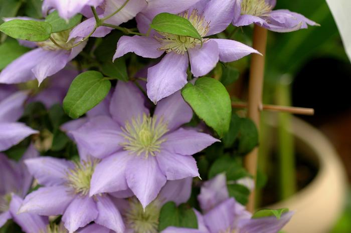 Clematis Cezanne™