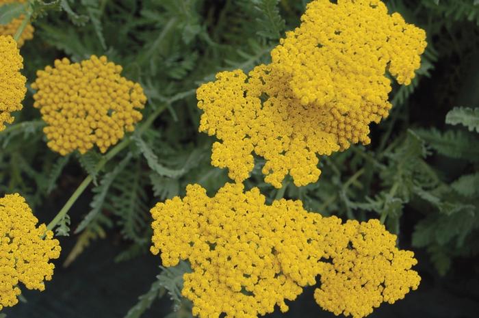 Achillea Coronation Gold