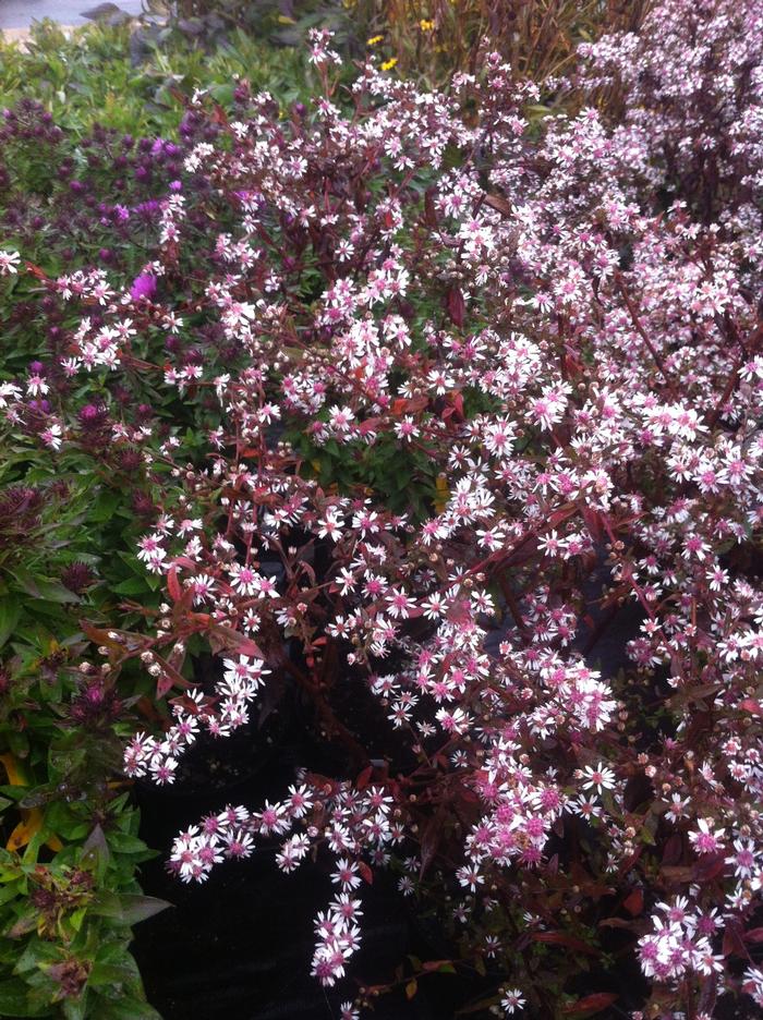 Aster lateriflorus Lady in Black