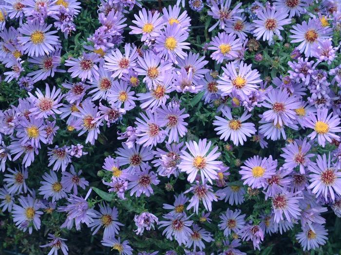 Aster novi-belgii Wood's Light Blue