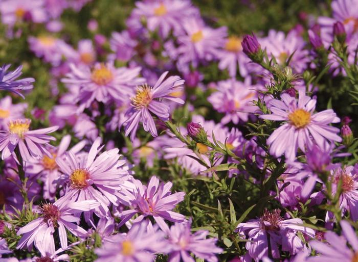 Aster novi-belgii Wood's Pink