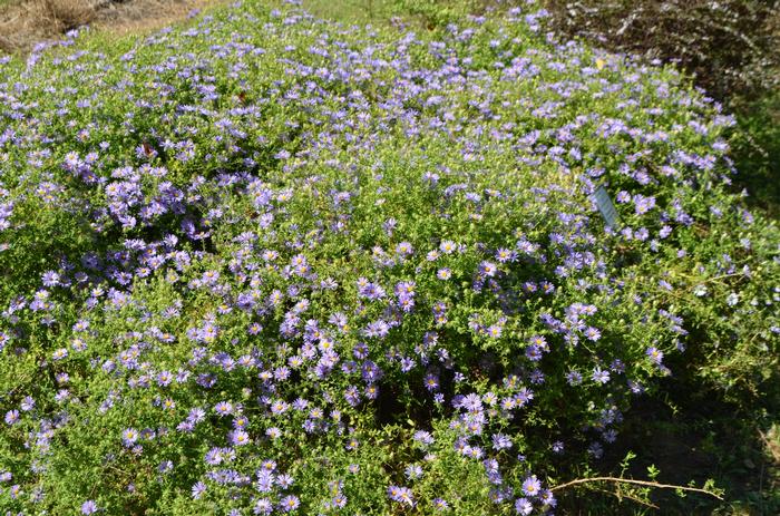 Aster oblongifolius October Skies