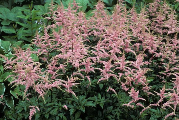 Astilbe x arendsii Bressingham Beauty