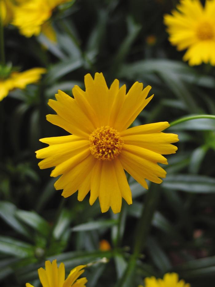 Coreopsis grandiflora Sunny Day