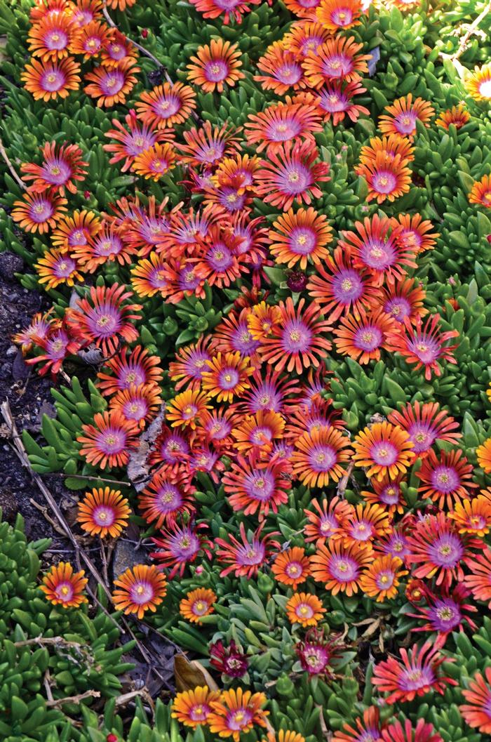 Delosperma Fire Spinner®