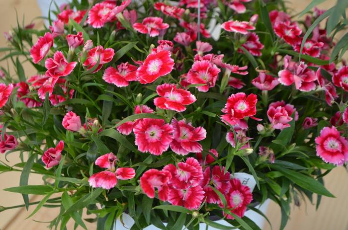 Dianthus Olivia Wild®