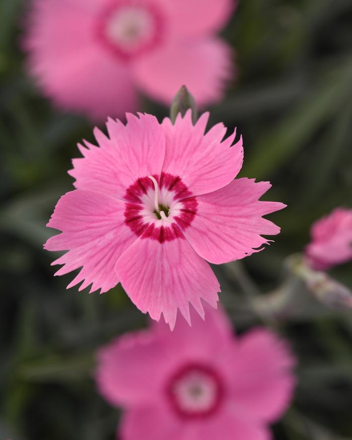 Dianthus Pink Twinkle