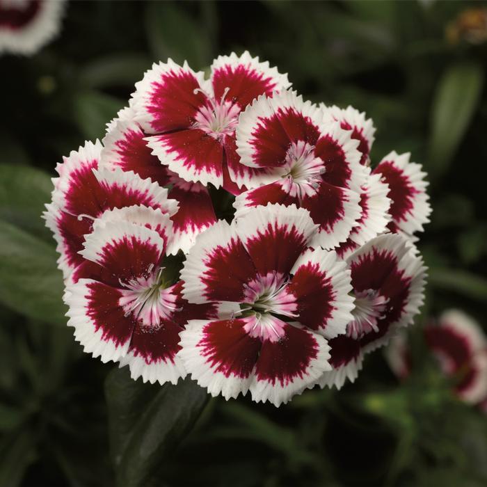 Dianthus barbatus Red Picotee