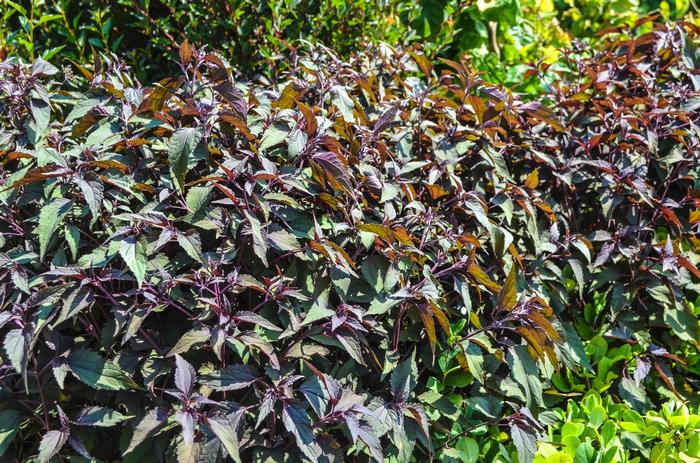 Eupatorium rugosum Chocolate