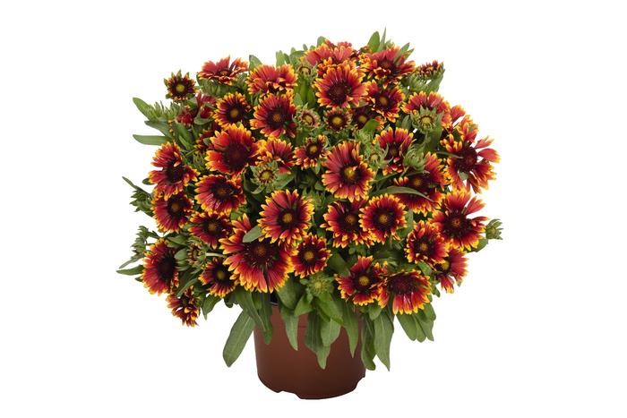 Gaillardia aristata Orange Halo