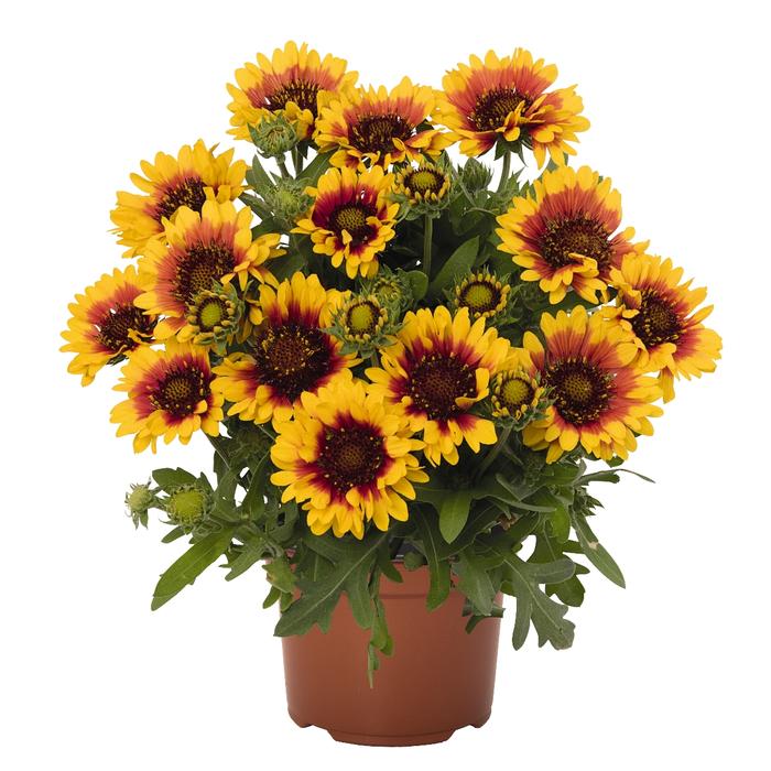 Gaillardia aristata Red Starburst