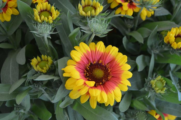 Gaillardia aristata Red Starburst