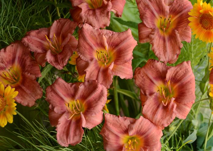 Hemerocallis Rosy Returns