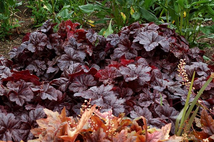 Heucherella Onyx