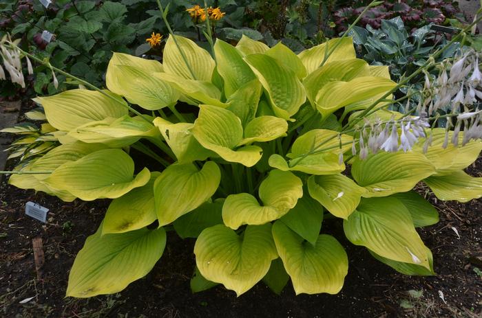 Hosta Age of Gold