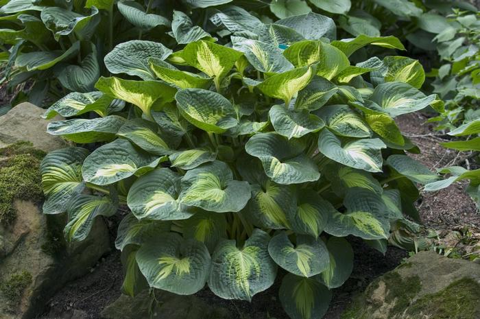 Hosta Dream Weaver