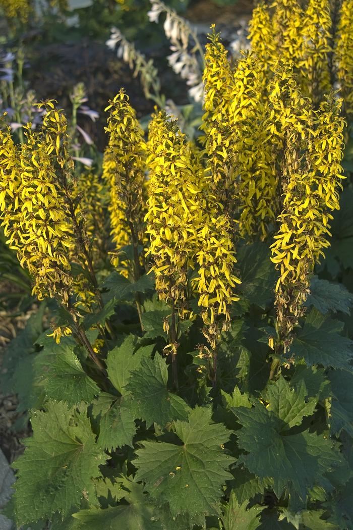 Ligularia stenocephala Little Rocket