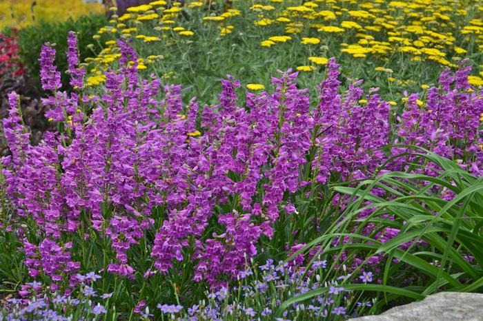 Penstemon barbatus Prairie Dusk