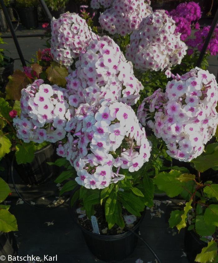 Phlox paniculata Cherry Cream