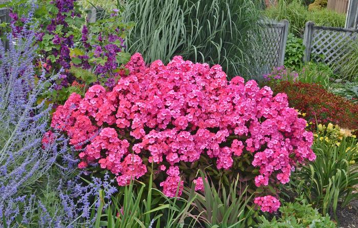 Phlox paniculata Glamour Girl