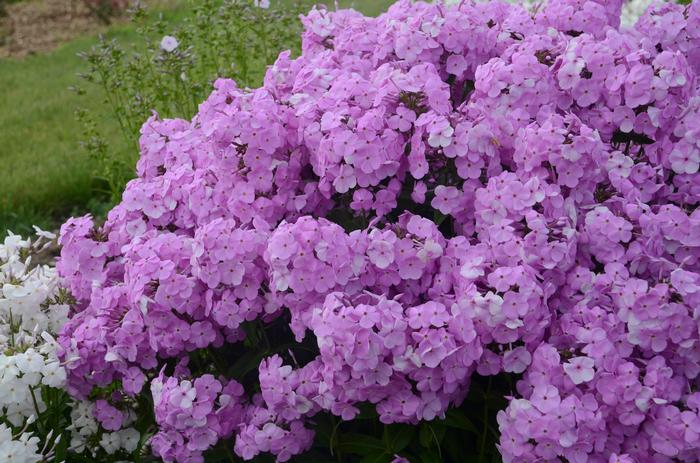 Phlox paniculata Princess