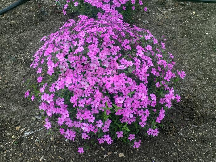 Phlox subulata Pink Minuet