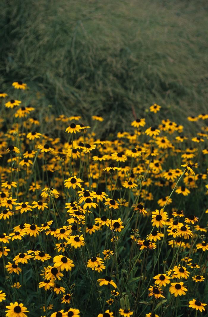 Rudbeckia fulgida var. deamii 