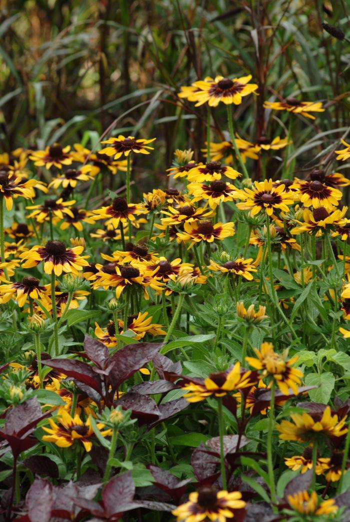 Rudbeckia hirta Sonora