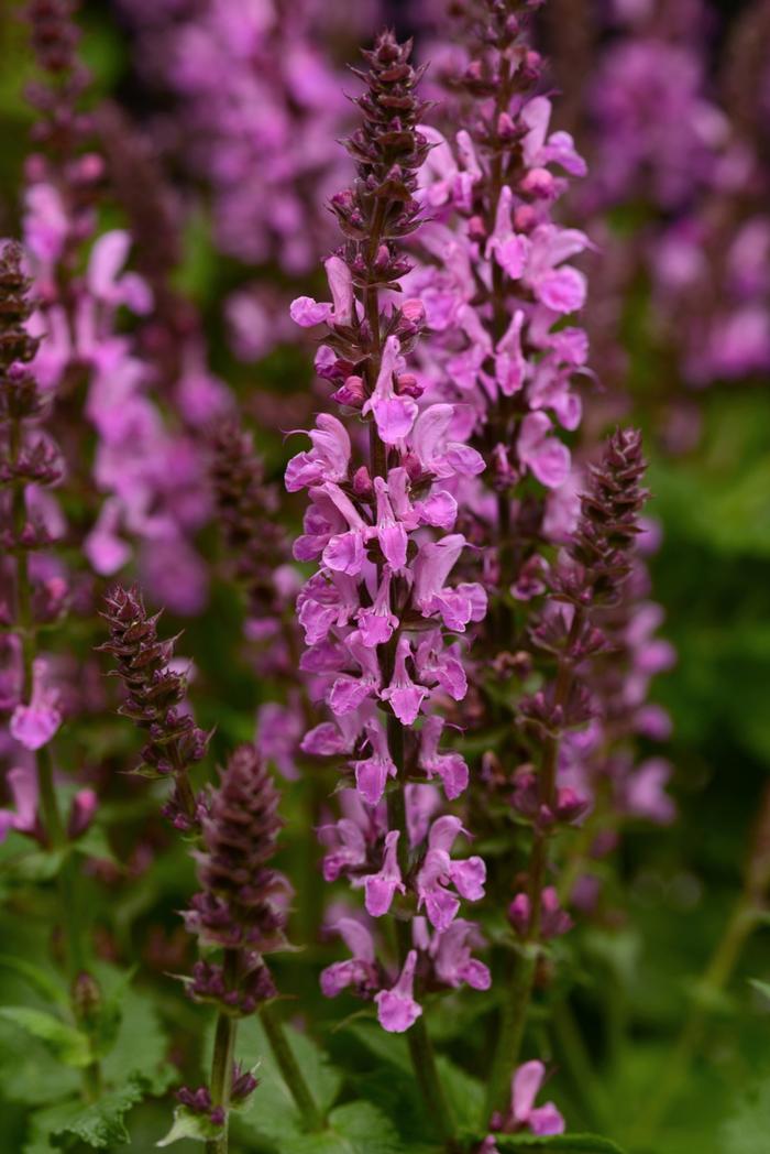 Salvia nemorosa Rose Marvel