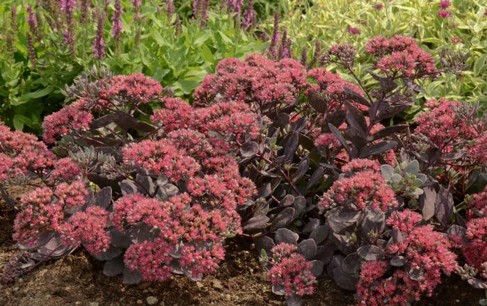 Sedum Dazzleberry