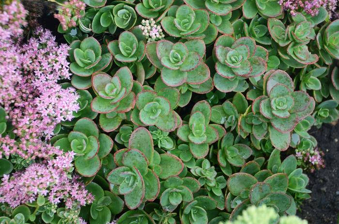 Sedum Lime Zinger