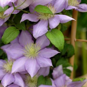 Clematis Cezanne™