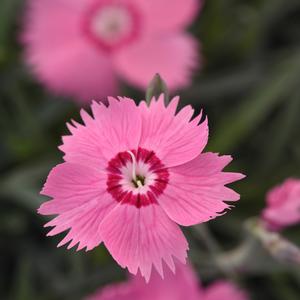 Dianthus Pink Twinkle